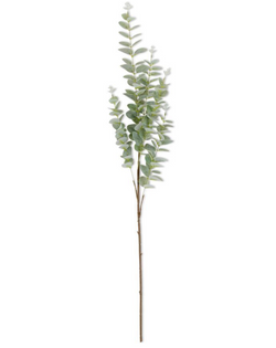 36 Inch Light Green Gunnii Eucalyptus Stem